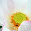 蓮の花 2022(2)