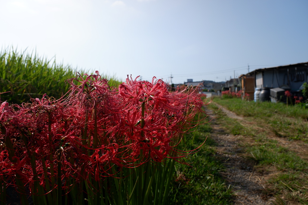 彼岸花