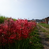 彼岸花