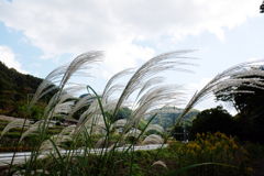 秋景　ススキ