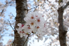 桜　エドヒガン06