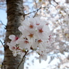 桜　エドヒガン06