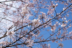 桜(1)