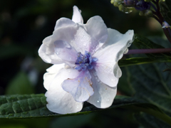 頼光寺の紫陽花(4)
