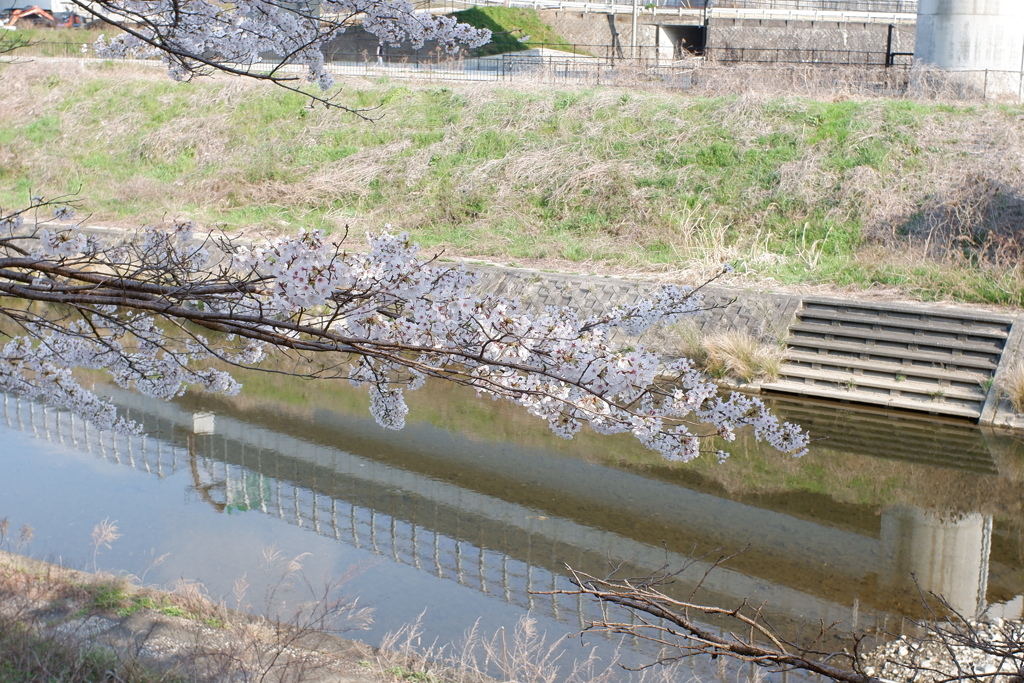 桜　エドヒガン08