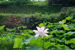 蓮02(2025-07-12)