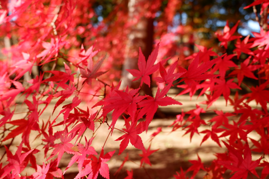 紅萌ゆる