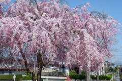 枝垂桜(5)