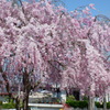 枝垂桜(5)