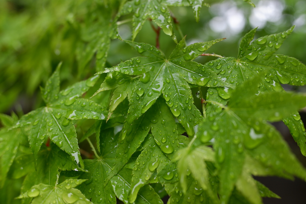 雨上がりの花達(3)