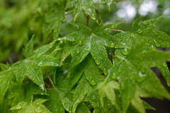 雨上がりの花達(3)