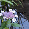 頼光寺の紫陽花(2)