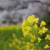 エドヒガンと菜の花(2)