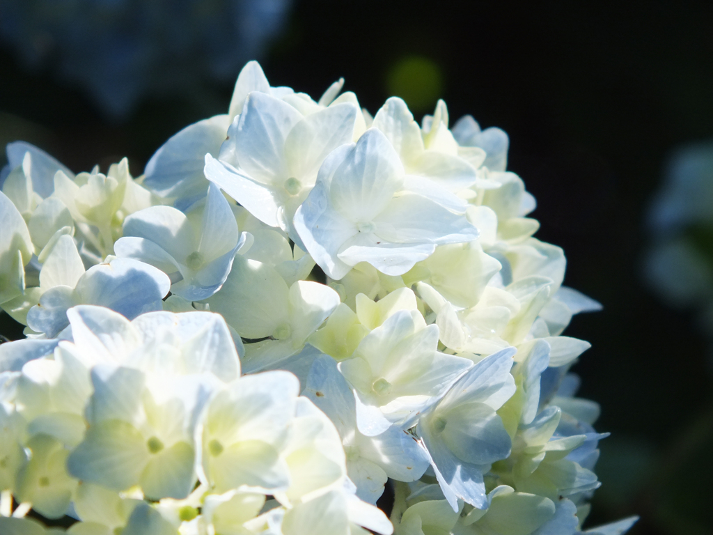 紫陽花(Z)