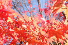 紅葉02(2024-12-15)