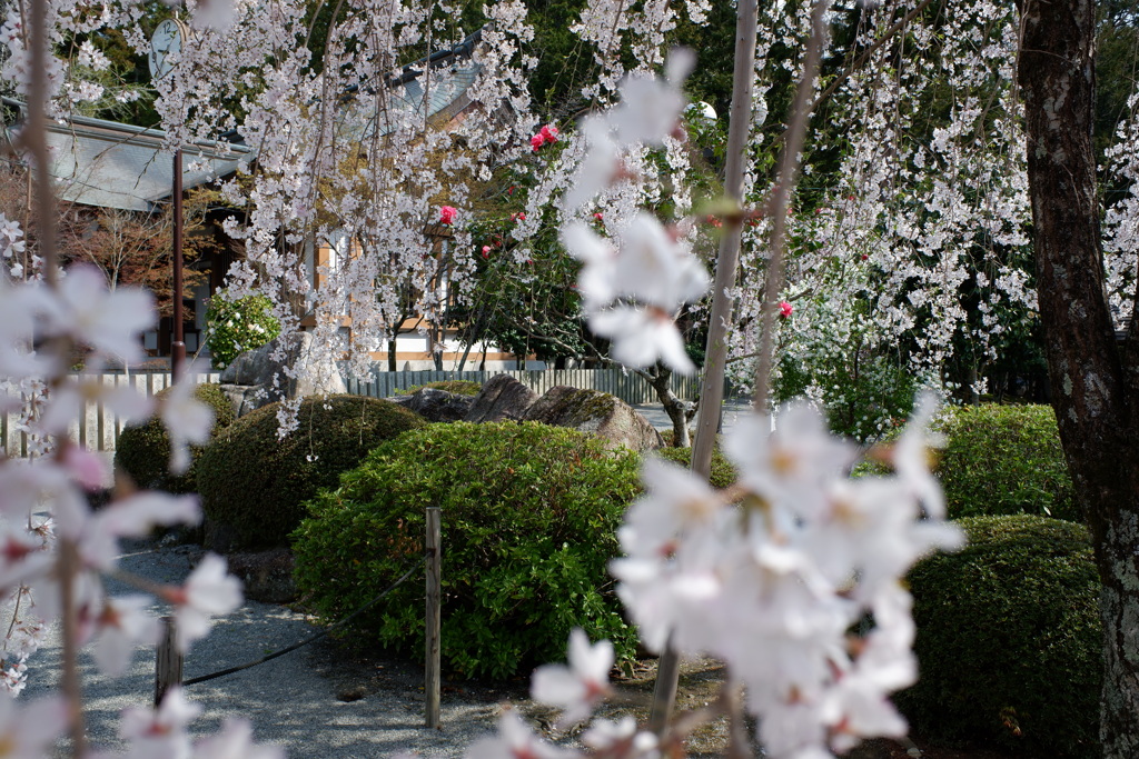 桜　しだれ桜01