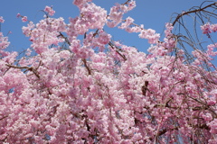 枝垂桜(6)