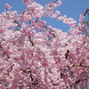 枝垂桜(6)