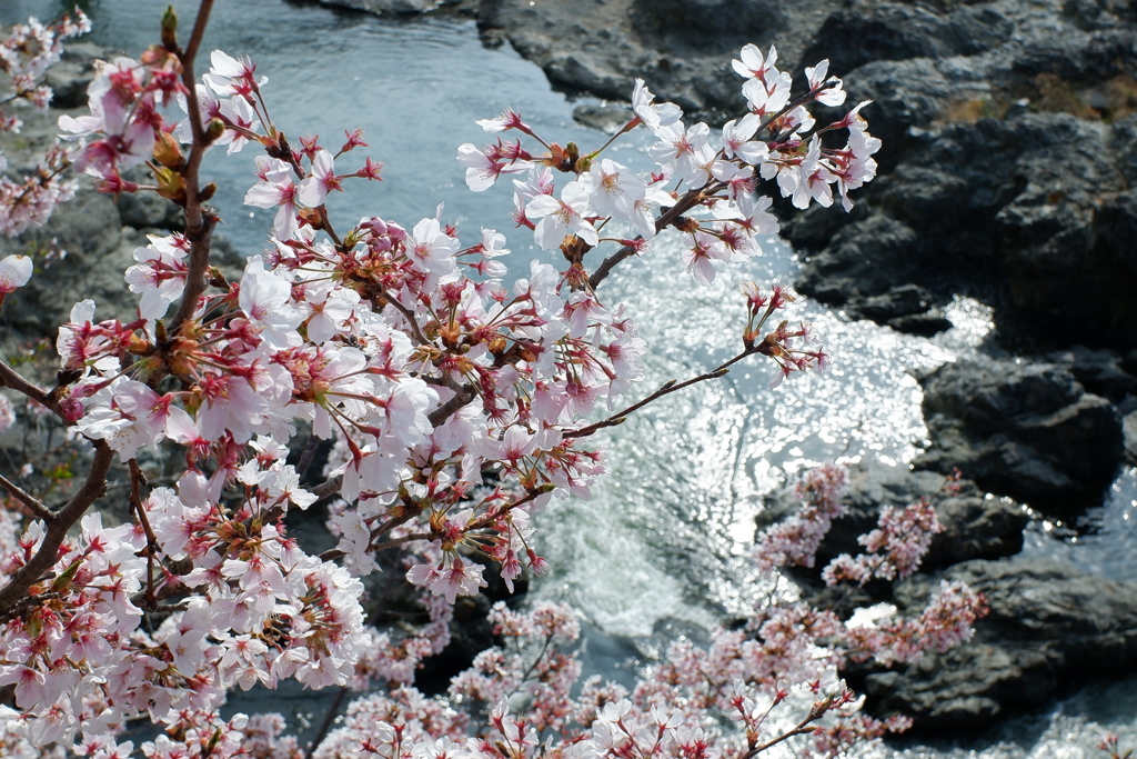 染井吉野(2023-04-02)-02