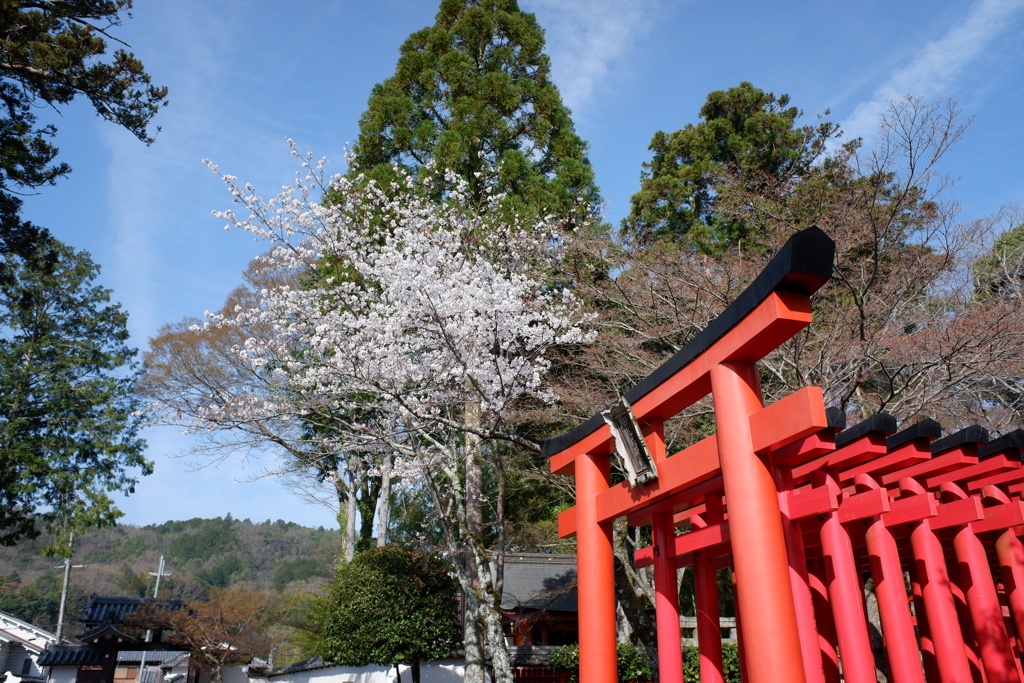 桜と神社(1)