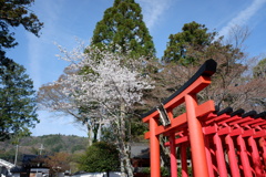 桜と神社(1)