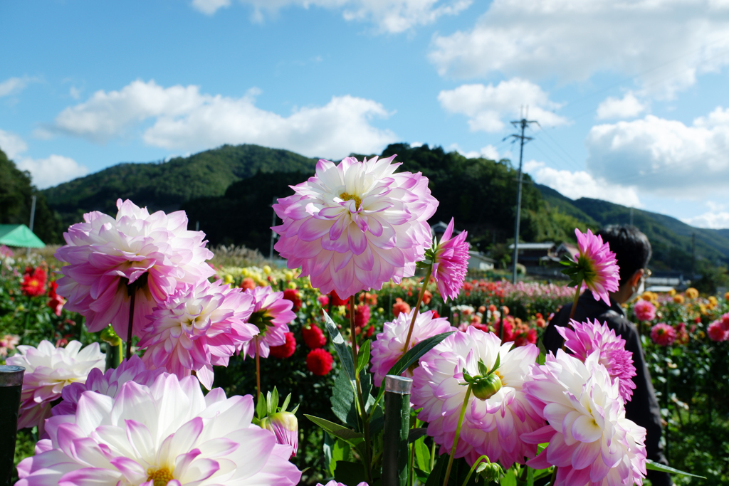 黒川ダリア園(10)