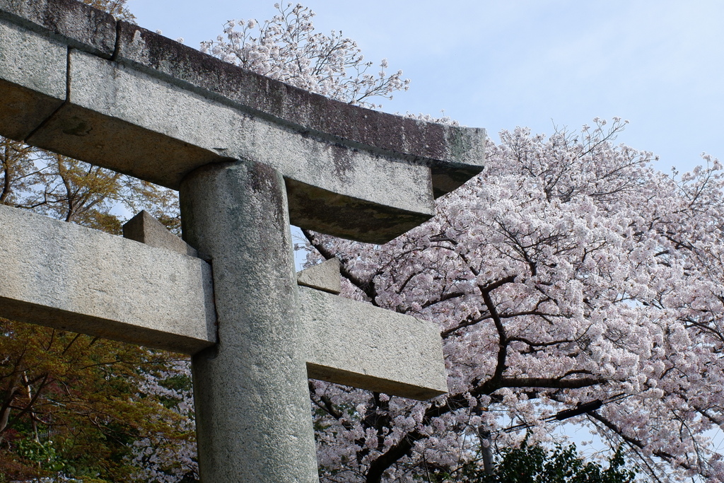 染井吉野(2023-04-02)-04