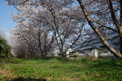 桜　エドヒガン04