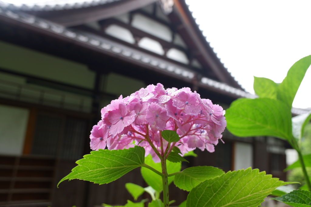 紫陽花02(2025-06-18)