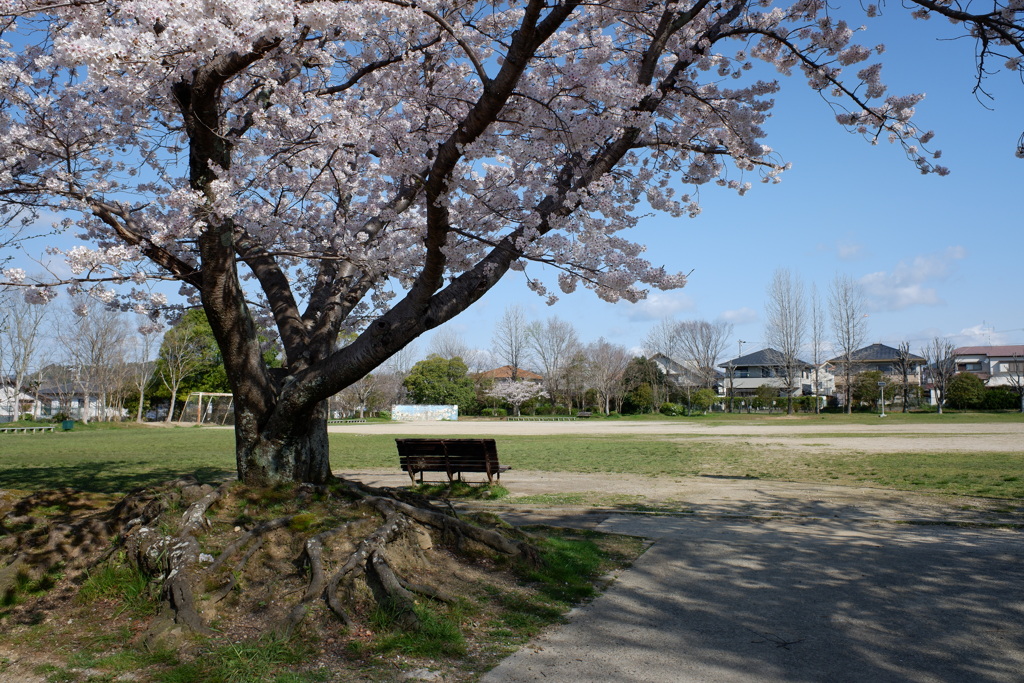 桜と公園とベンチと