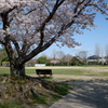 桜と公園とベンチと