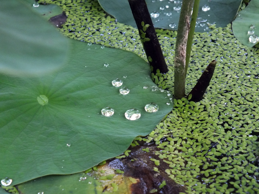 翠雨