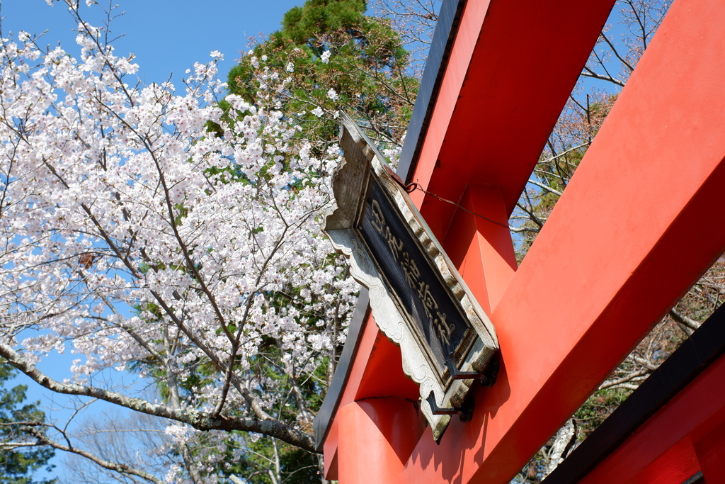 ソメイヨシノと鳥居(3)