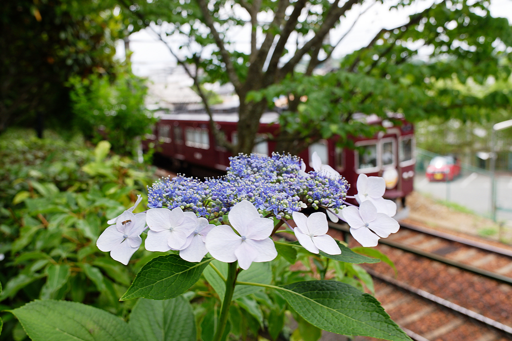 紫陽花と能勢電