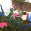 水面の紅葉