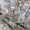 桜　エドヒガン満開
