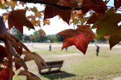 秋晴れの公園