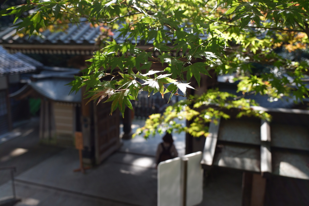 神門のもみじ