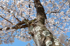 染井吉野桜