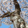 染井吉野桜