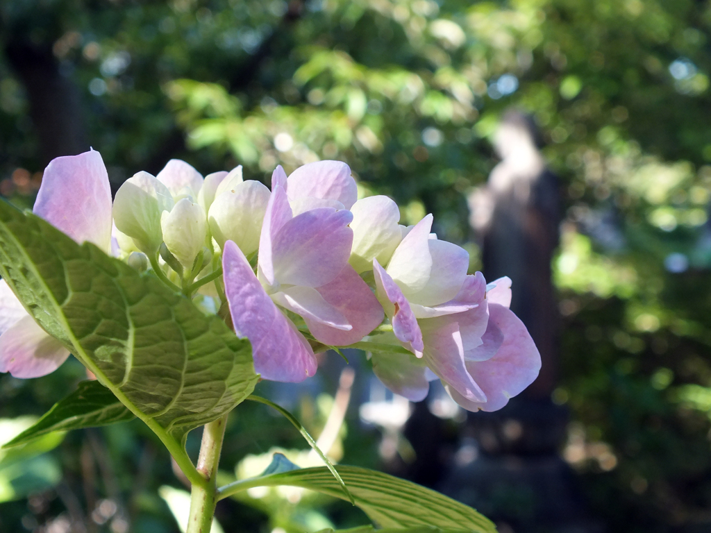 紫陽花と地蔵菩薩