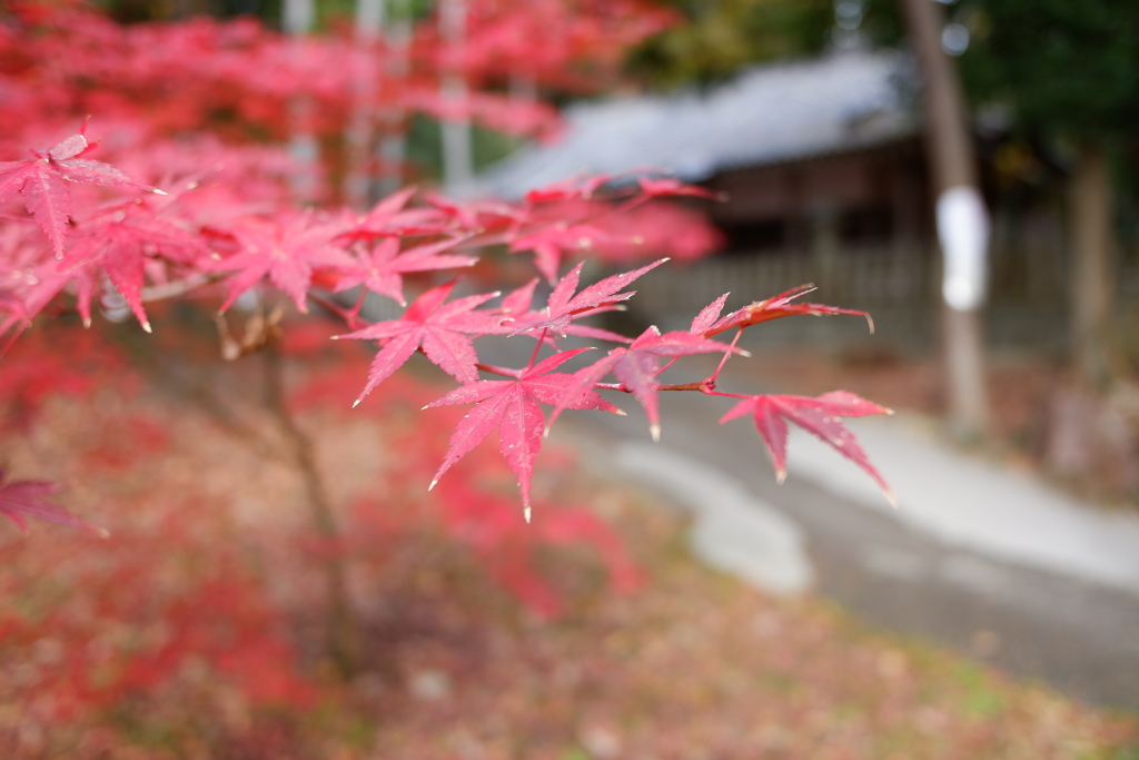紅葉