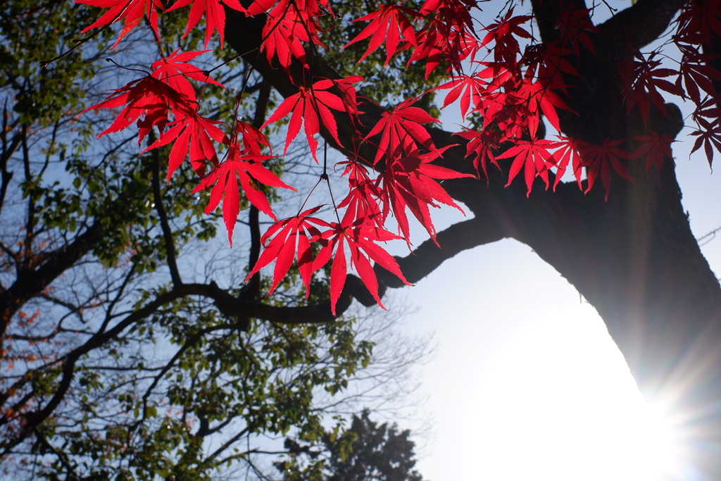 紅葉(1)