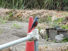 FUJIFILM HS20 EXR テスト撮影(4)