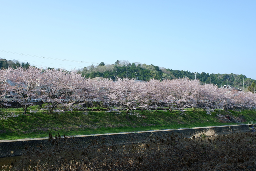 桜並木