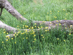 FUJIFILM HS20 EXR テスト撮影(3)