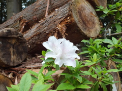 FUJIFILM HS20 EXR テスト撮影(7)