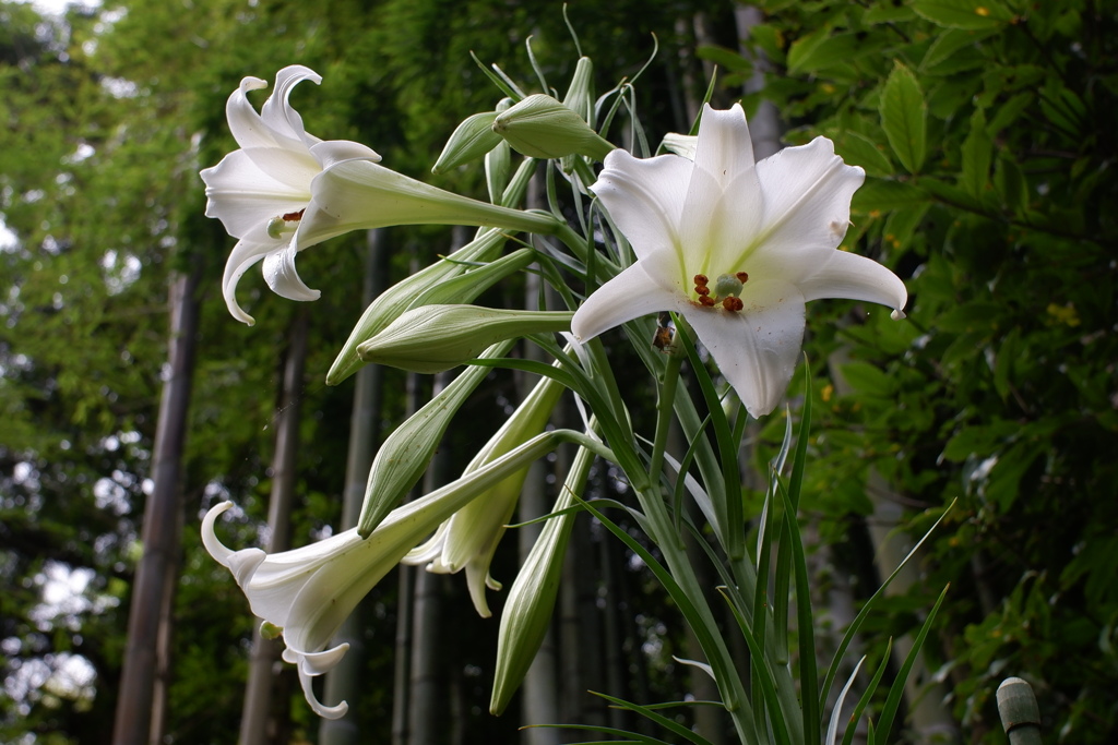 白百合