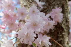 枝垂桜(7)