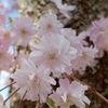枝垂桜(7)